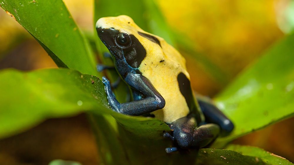 Poison dart frogs are highly poisonous